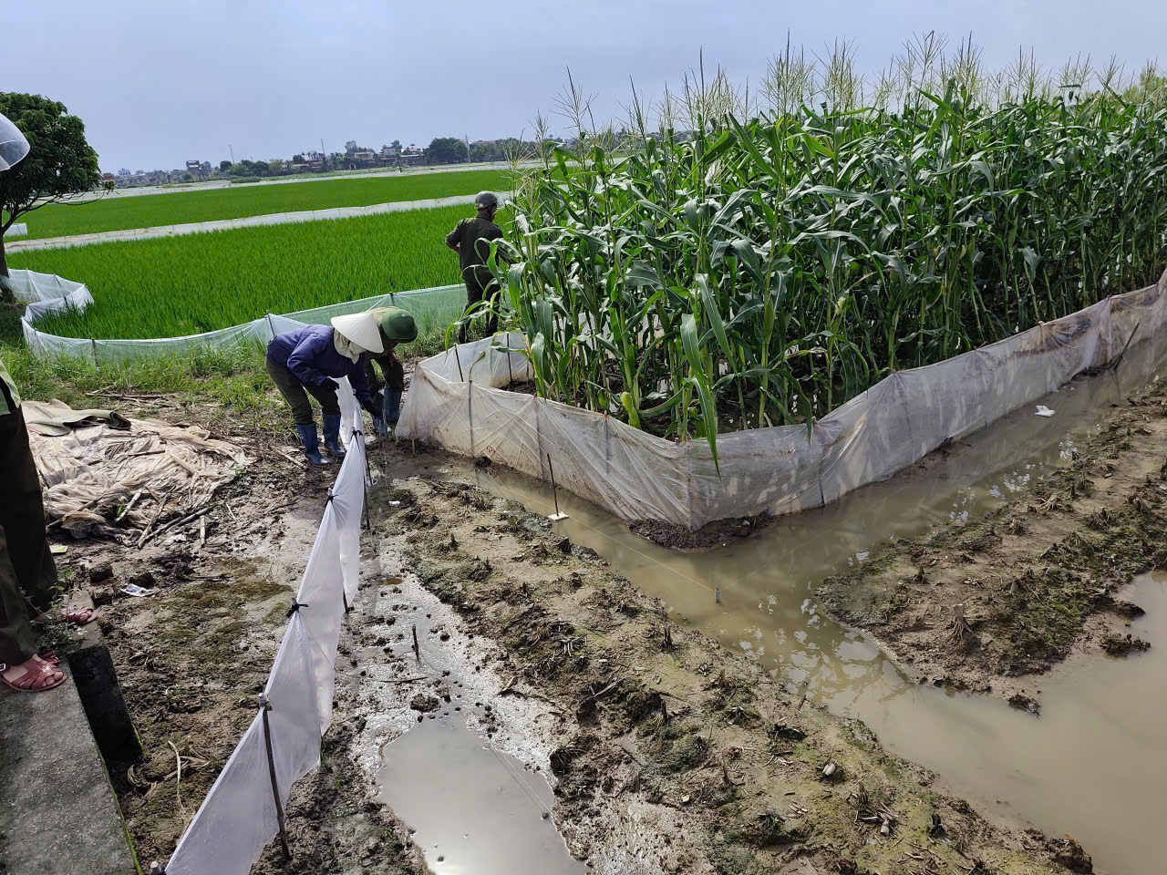 Công an xã Minh Thọ thu gom dây điện bẫy chuột, bảo vệ an toàn tính mạng người dân.